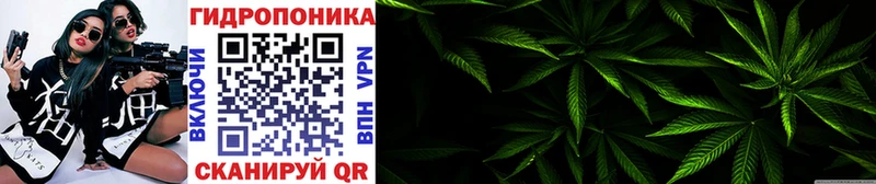 Купить где Зуевка Бошки марихуана OG Kush